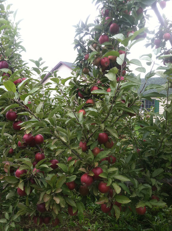 Apple Picking at Roanoke